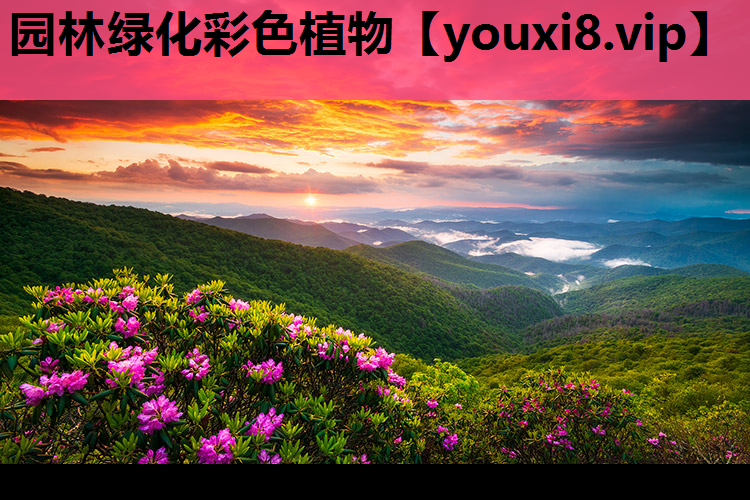 园林绿化彩色植物