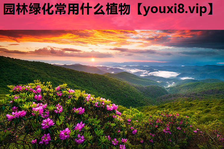 园林绿化常用什么植物
