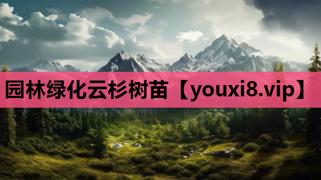 园林绿化云杉树苗